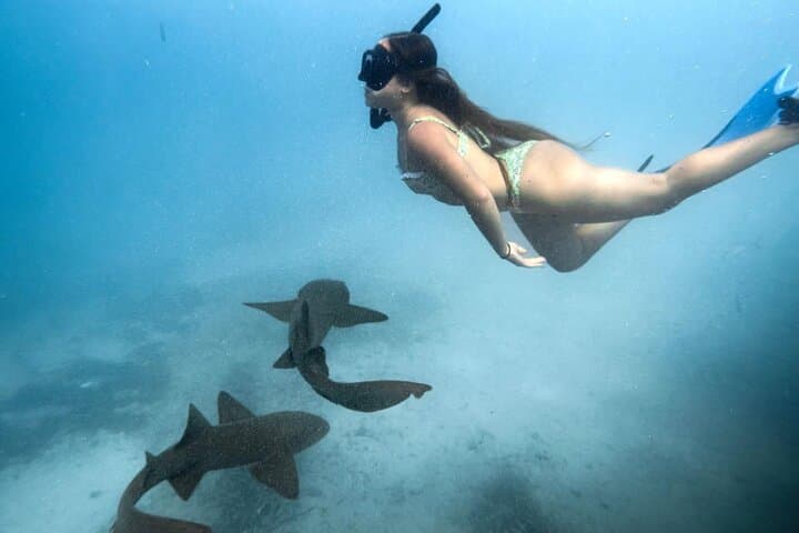 Half-Day Shark Diving in Puerto Rico — Eco Snorkel with Sharks & Rays photo 2