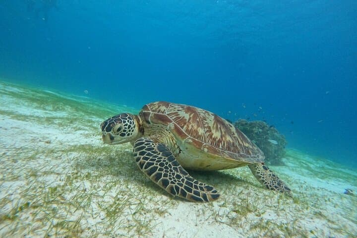 Balicasag Turtle Sanctuary Snorkel & Dolphin-Watching Boat Tour from Alona photo 6
