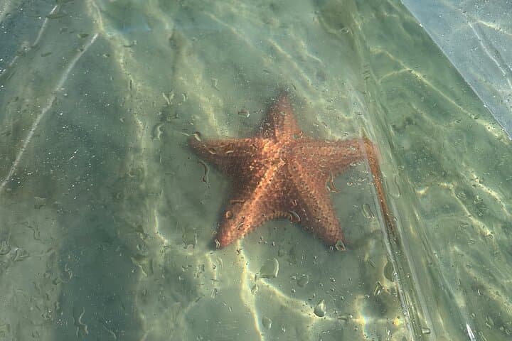 Clear Kayak Guided Tour to Peanut Island from Palm Beach photo 2