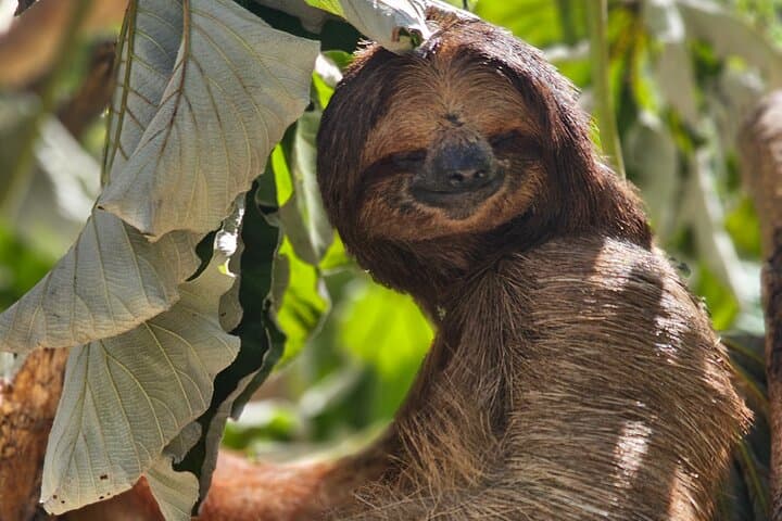 Private Beach & Animal Sanctuary Day Trip on Roatán: Sloths, Monkeys and Brady's Cay photo 2
