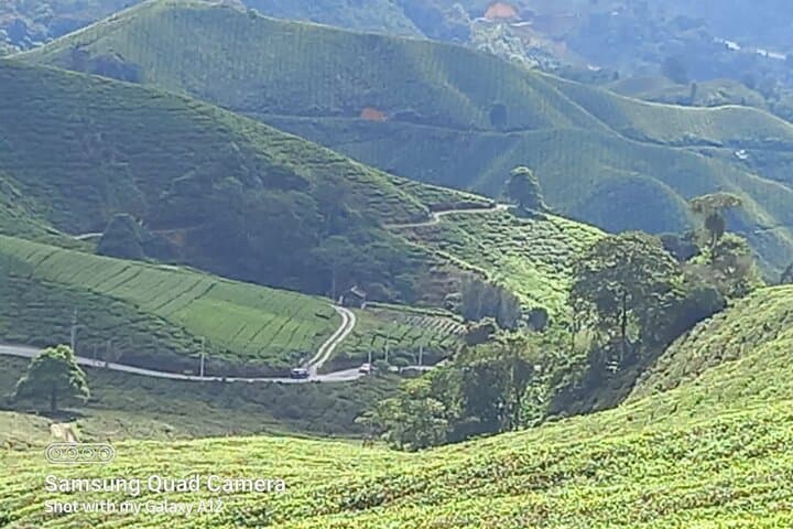 Cameron Highlands Private Day Tour from Ipoh — BOH Tea, Mossy Forest & Highlands Farms photo 1