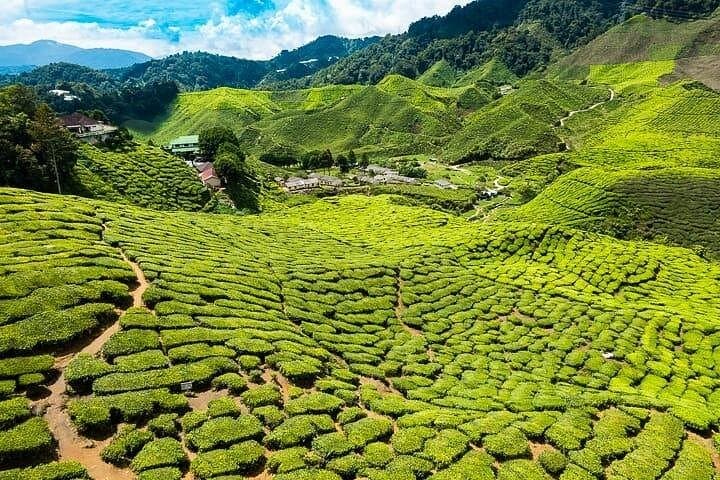 Cameron Highlands Private Day Tour from Ipoh — BOH Tea, Mossy Forest & Highlands Farms photo 4