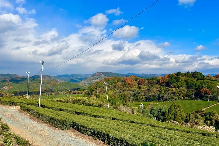 Sip Through Yame: A Full-Day Yame Tea & Sake Tasting Expedition from Fukuoka photo 2