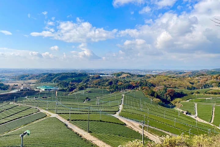 Sip Through Yame: A Full-Day Yame Tea & Sake Tasting Expedition from Fukuoka photo 3