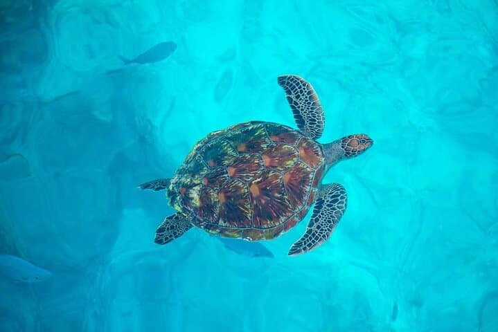 Similan Islands Speedboat Snorkel: Day Trip from Phuket to Sailing Rock photo 5