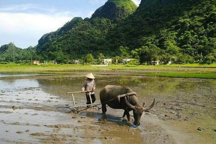 Ninh Binh Motorbike Day Tour: Ride Tam Coc Rice Fields & Hidden Cave Temples photo 2