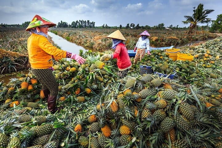 U Minh Thuong Forest and Pineapple Villages Tour from Can Tho photo 3