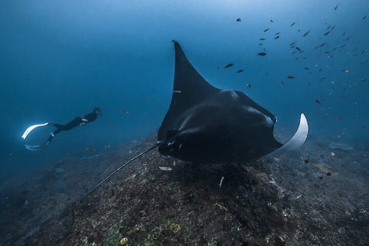 Private Snorkeling & Freediving Trip to Manta Point, Nusa Penida — Swim with Mantas and Reefs