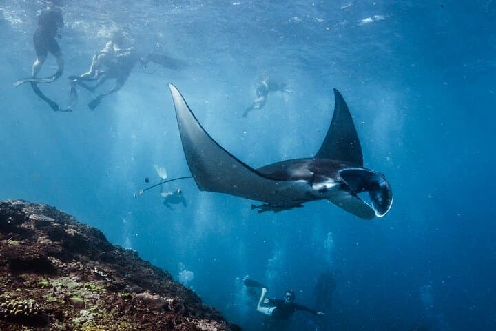 Private Snorkeling & Freediving Trip to Manta Point, Nusa Penida — Swim with Mantas and Reefs photo 3