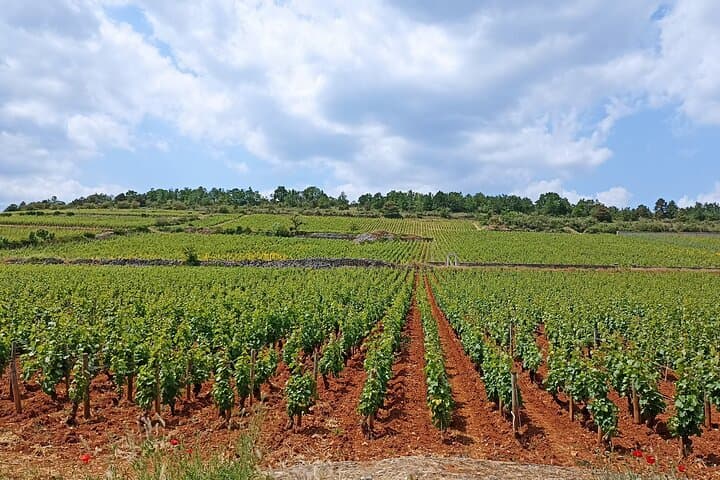 Private South Burgundy Wine Tour — Mâconnais & Beaujolais Tastings photo 4