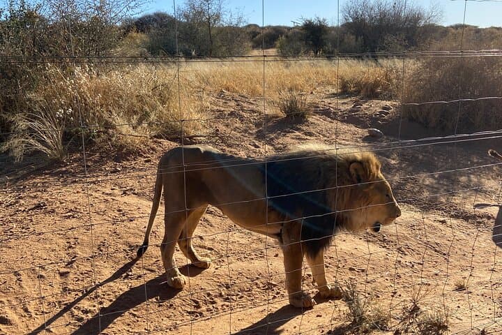 Half-Day Predator Feeding at Naankuse: Cheetahs, Leopards & Lions Near Windhoek photo 4
