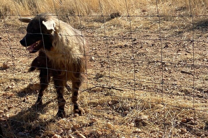 Half-Day Predator Feeding at Naankuse: Cheetahs, Leopards & Lions Near Windhoek photo 6