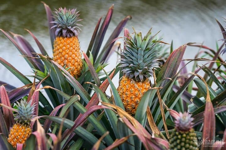 U Minh Thuong Forest and Pineapple Villages Tour from Can Tho photo 2