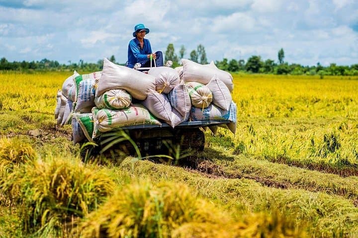 Pineapple Villages Biking Tour: Rural Mekong Delta Cycling from Rach Gia