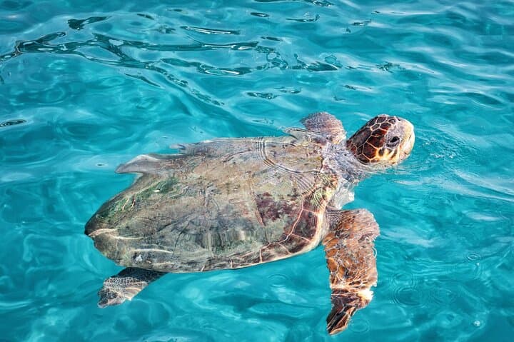 Mizithres Sunset Cruise & Turtle Spotting — Small-Boat Tour in Zakynthos photo 5