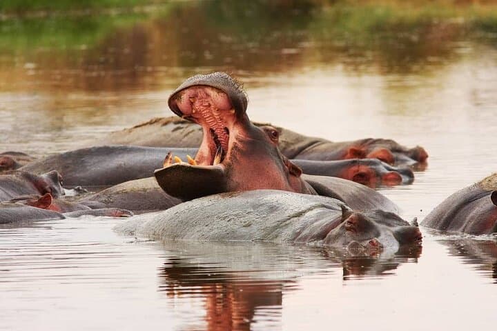 Northern Tanzania Wildlife Safari Photography — Tarangire & Ngorongoro Photo Safari
