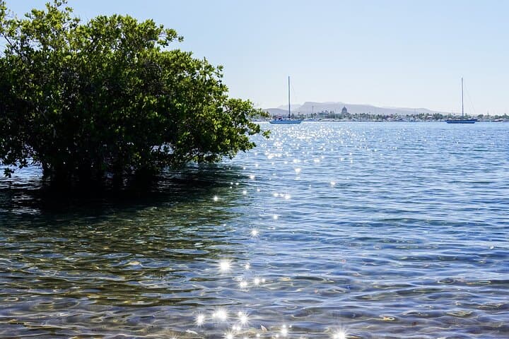 Sea Kayak Mangrove Safari at Playa La Posada — Beginner-Friendly Bay Paddle in La Paz photo 6