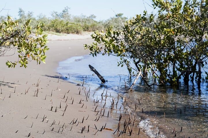 Sea Kayak Mangrove Safari at Playa La Posada — Beginner-Friendly Bay Paddle in La Paz photo 4