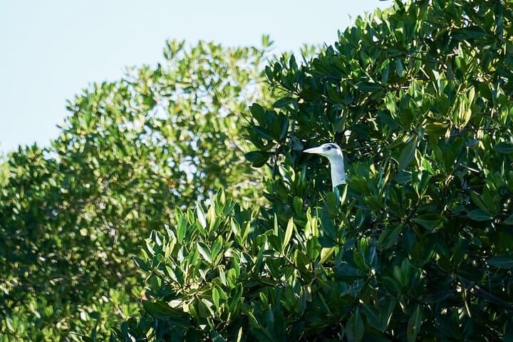 Sea Kayak Mangrove Safari at Playa La Posada — Beginner-Friendly Bay Paddle in La Paz photo 3