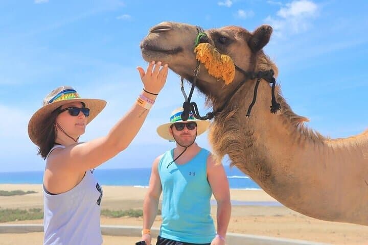 Cactus Tours Day Pass in Los Cabos — Dune Buggies, ATVs, Camel Rides & Horseback photo 3