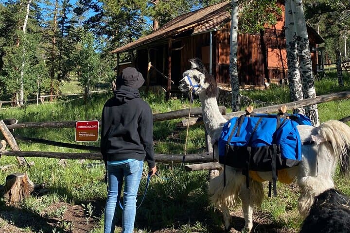Llama Lunch in Staunton State Park — Guided 3‑Mile Picnic Hike with Llamas photo 4