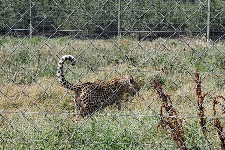 Hermanus Whale Watching, Vredenheim Wine & Stellenbosch Big Cats: One-Day Coastal to Winelands Circuit photo 4