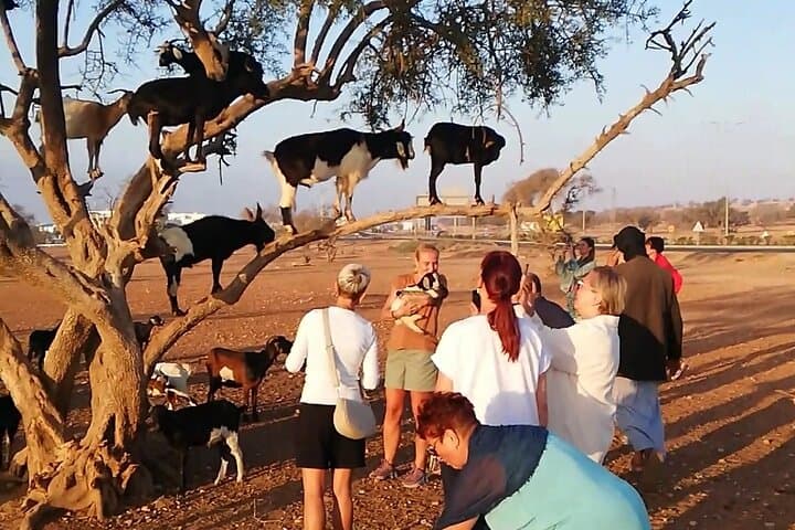 Agadir Tree‑Climbing Goats and Souk El Had Market: Half‑Day Cultural Tour