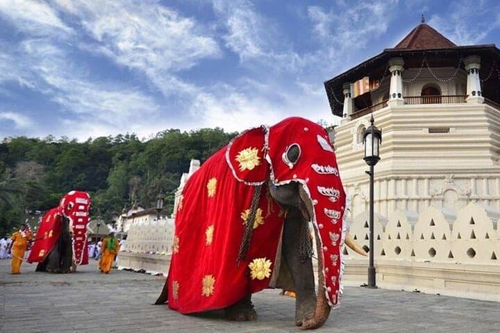 Kandy Day Trip & Ceylon Tea Tasting: Temple, Gardens & Factory Visit photo 2
