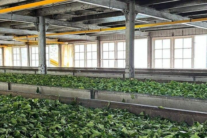 Kandy & Ceylon Tea Plantations Day Trip from Colombo — Temple, Gardens & Tea Tasting photo 5