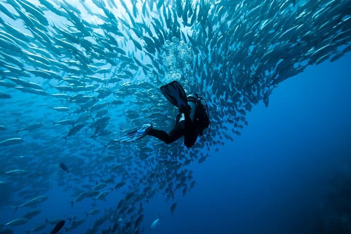 Dive Coiba National Park: 4-Day Santa Catalina Package with Bambuda Hotel photo 4