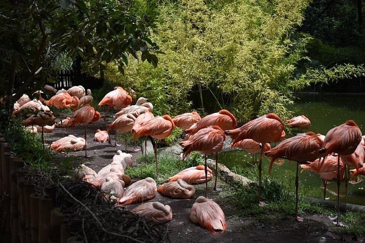 Private Africam Safari Experience: Up-Close Wildlife Tour Near Puebla photo 2
