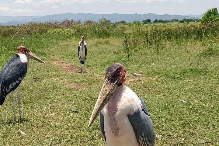 3-Day Arba Minch Hidden Gems Tour: Dorze Village, Lake Chamo & Genta Hike