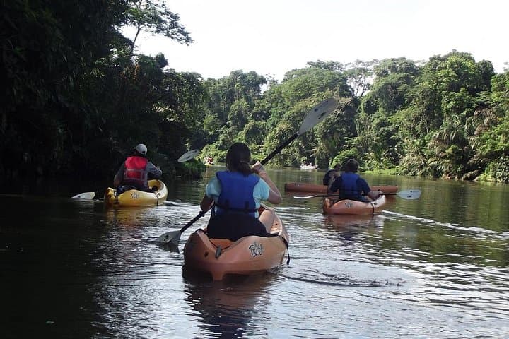 Paddle the Channels: Guided Kayak Tour in Tortuguero National Park photo 4