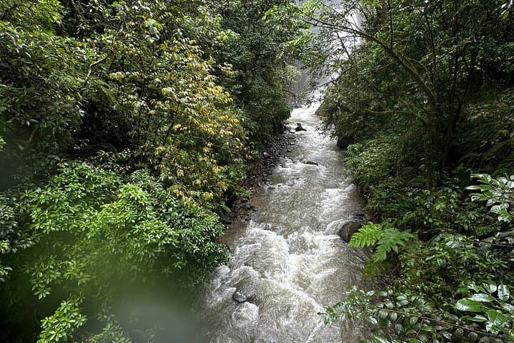 El Tigre Waterfall Private Tour — Monteverde Cloud Forest Hike & Horseback Return photo 6