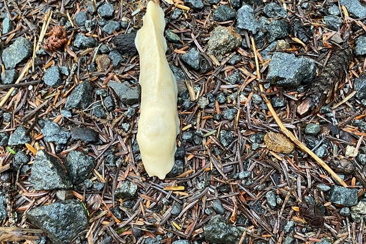 Ketchikan Top Attractions Guided Tour: Salmon Ladder, Black Sand Beach & Waterfall photo 5