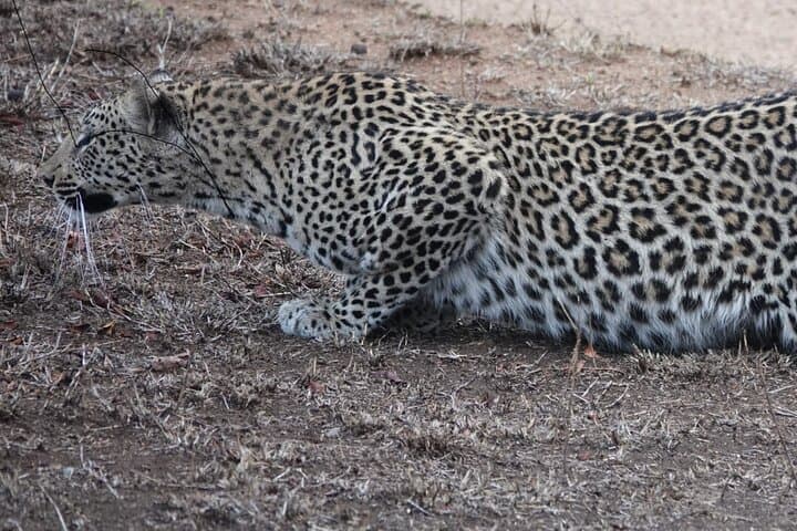 Kruger Park Safari & Panorama Combo — 5-Day Wildlife & Panorama Route Adventure photo 2
