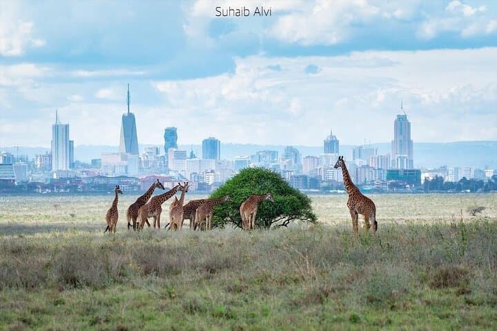 Explore Nairobi National Park: Ultimate Half-Day Safari From Nairobi Airport photo 5
