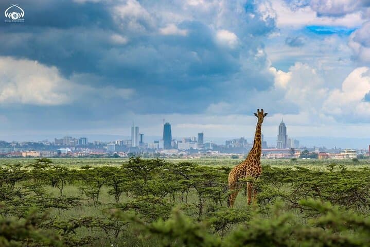 Explore Nairobi National Park: Ultimate Half-Day Safari From Nairobi Airport photo 2