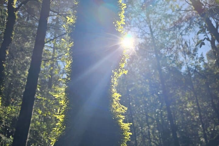 Private Day Hike to Los Diamantes Waterfall from Mexico City photo 5