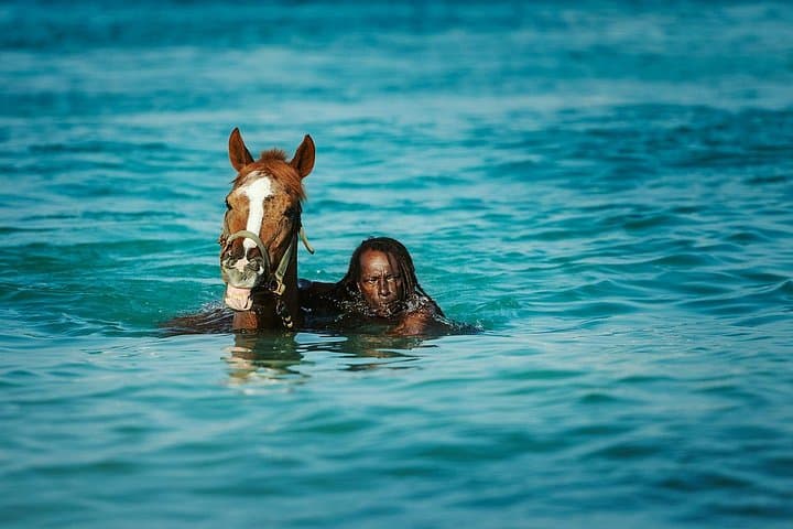 Swim with the Horses at Carlisle Bay and Explore the Barbados Garrison photo 1