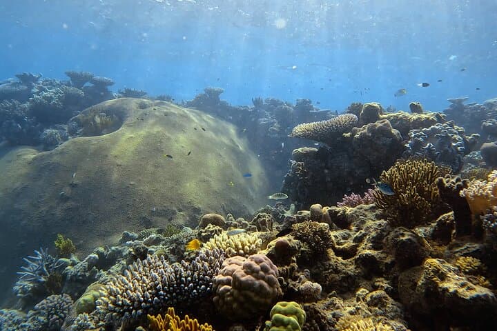Half-Day Outer Reef Snorkel from Port Douglas — Speed-Boat Adventure photo 3