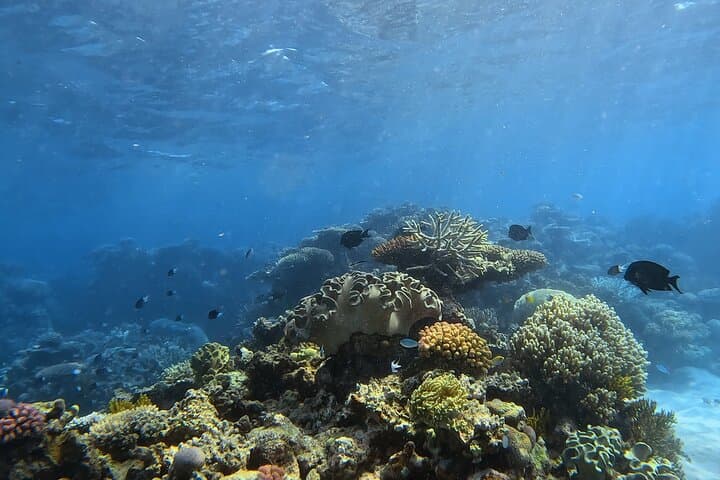 Half-Day Outer Reef Snorkel from Port Douglas — Speed-Boat Adventure photo 4