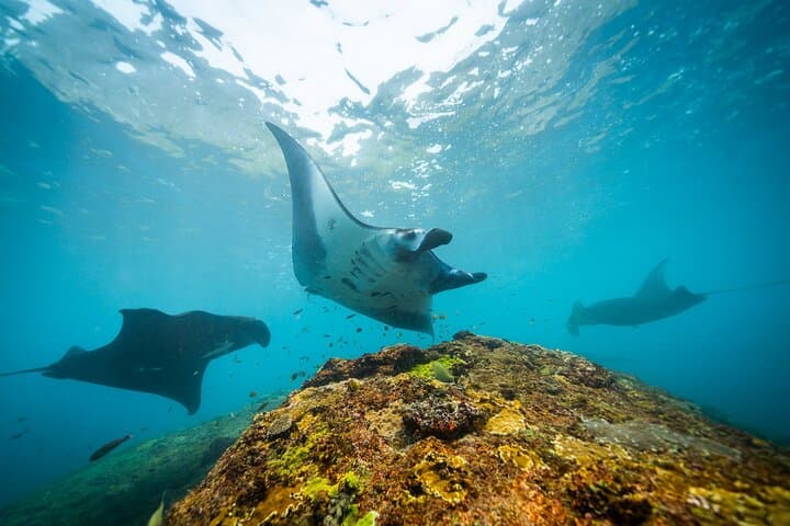 Manta Point Freediving: Snorkel with Manta Rays Off Nusa Penida photo 5
