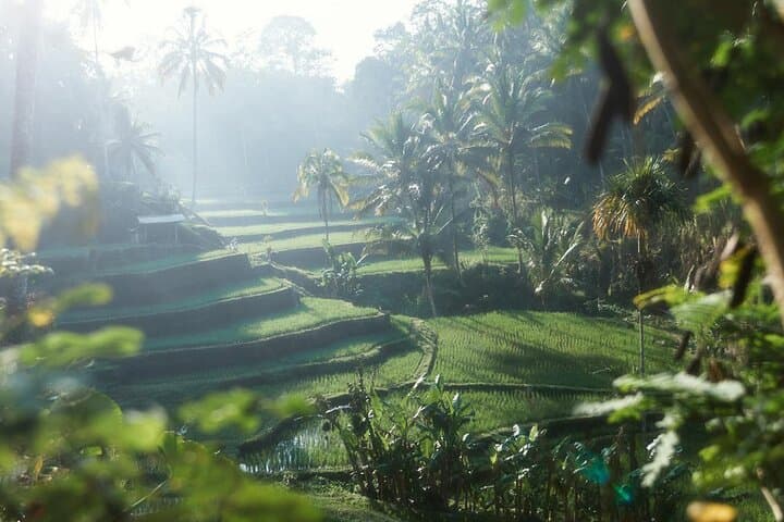 Bali Hidden Waterfalls & Tegalalang Rice Terrace: Private Full-Day Tour from Ubud photo 6