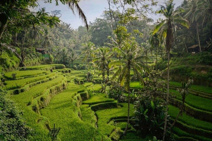 Best of Ubud Private Day Tour: Monkey Forest, Tegalalang & Tirta Empul photo 3