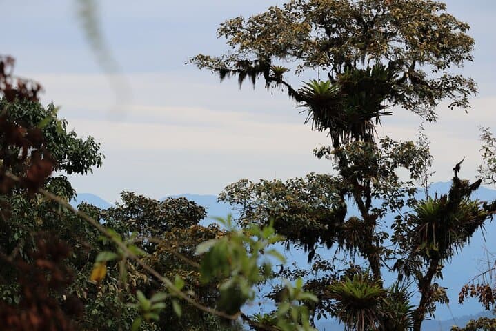 Birding Bellavista & Antisana: Spotting Condors, Gallito de la Peña, and Laguna de la Mica photo 4