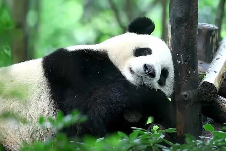 6-Day Dujiangyan and Qingcheng Mountain Tour with Chengdu Panda Base