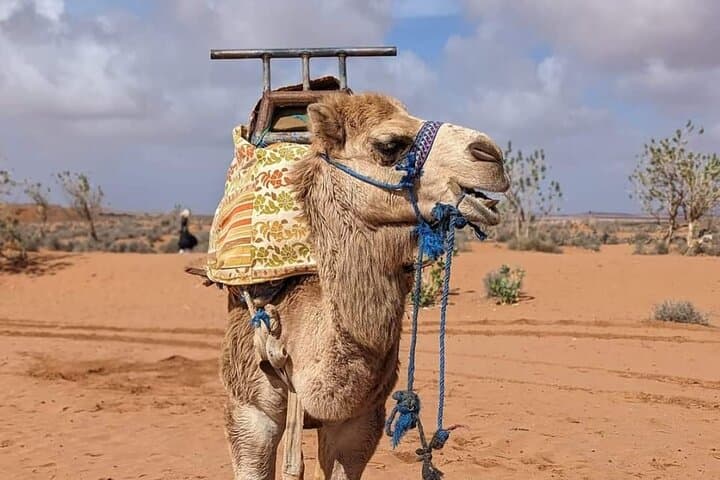 Agadir Camel Ride & BBQ: Sunset Dunes, Souss River Views and Traditional Moroccan Camp photo 3