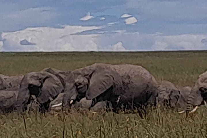 3-Day Amboseli Private Safari: Kilimanjaro Views, Big Elephants & Private Game Drives photo 2