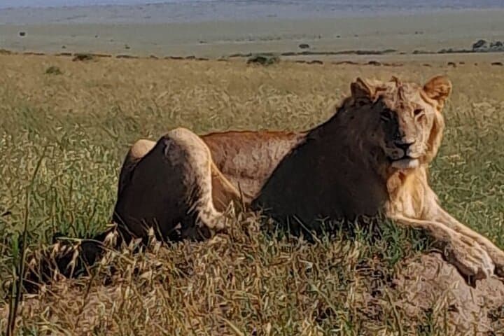 3-Day Amboseli Private Safari: Kilimanjaro Views, Big Elephants & Private Game Drives photo 3